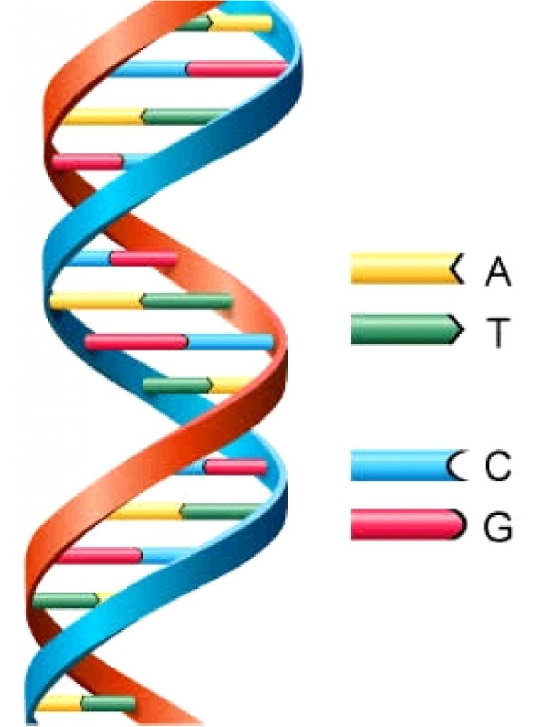 DNA Helix