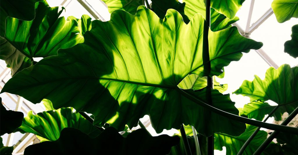 Understanding the Most Important LED Grow Light Metrics